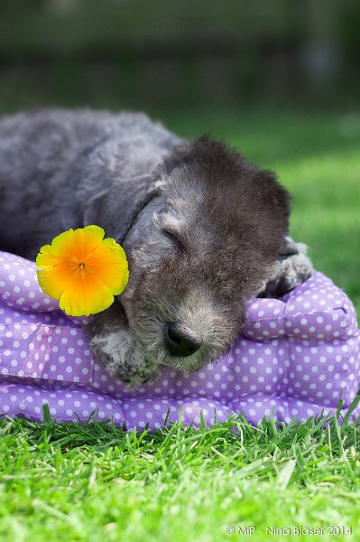 2014-07-03 Cherry-6981.jpg